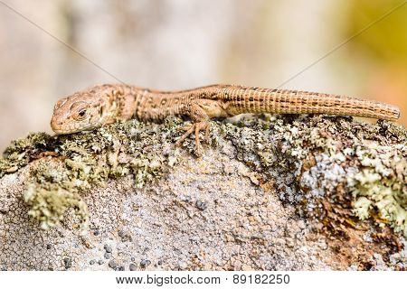 Sand Lizard (lacerta Agilis)