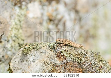 Sand Lizard (lacerta Agilis)