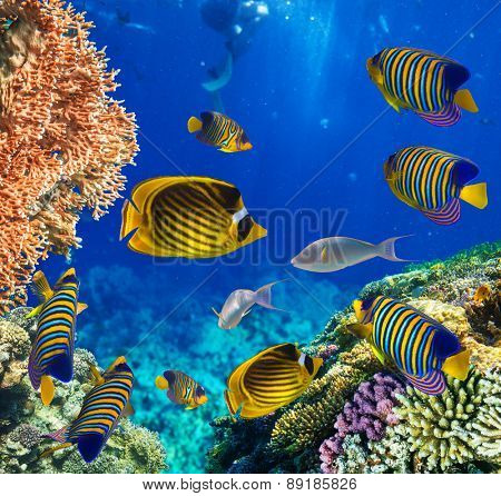 Tropical Fish and Coral Reef on Red Sea