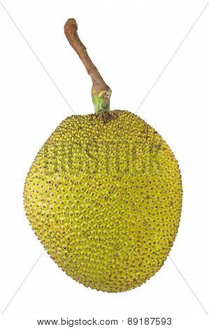 Thai Jack Fruit On White Background