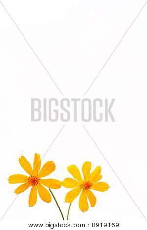 gul blomst på hvid baggrund