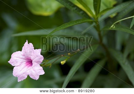 Fiore rosa su sfondo verde scuro