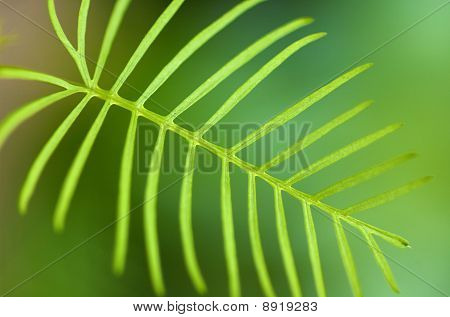 Cypress Vine Leaf