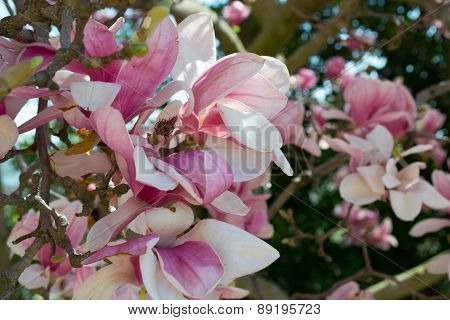 Pink Tulip Tree Flower