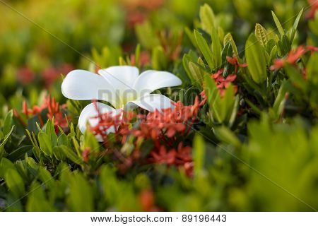 Plumeria Flower and ixora