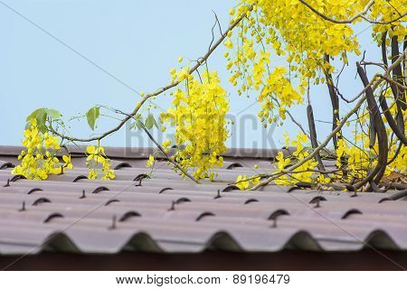 Golden Shower Tree