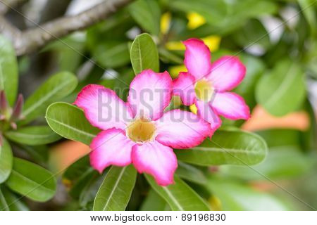 Desert Rose