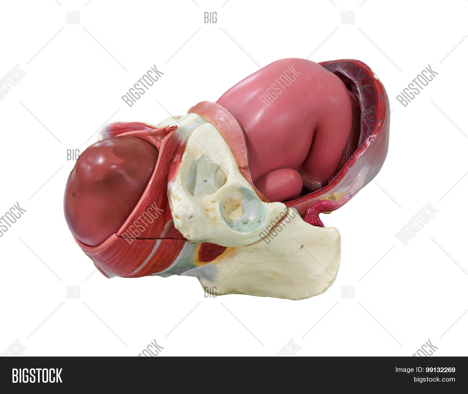 Image Preview