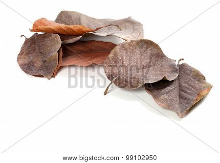 Dry Autumn Magnolia Leaves