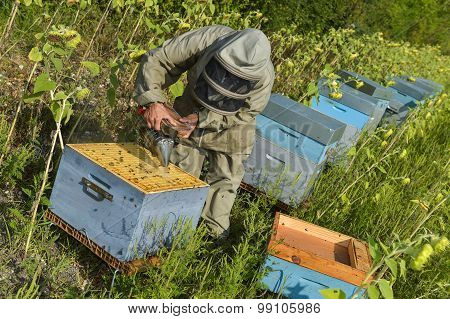 Bee Keeper Working With Bee Hives In A Sunflower Field.