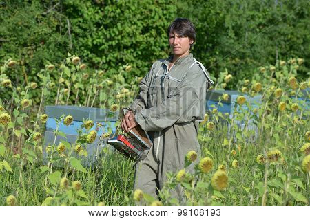 Bee Keeper Working With Bee Hives In A Sunflower Field.
