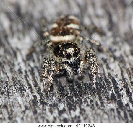 Jumping Spider Close up