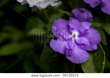 Closeup Of Brunfelsia Uniflora Flower On Black Background
