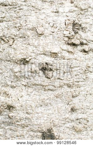 Bark Of Crateva Adansonii In Forest Texture