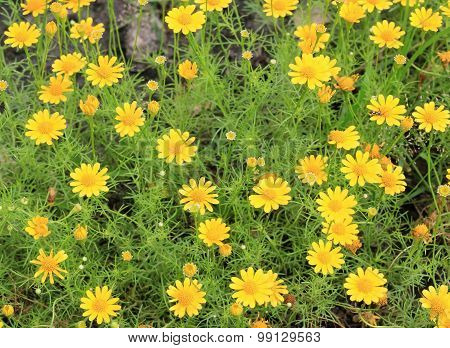 Field Of Dahlberg Daisy In The Garden