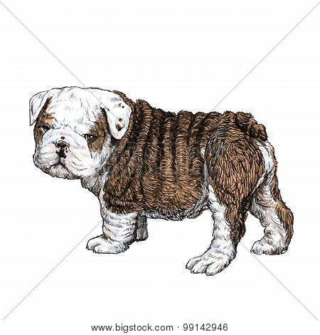 Bulldog Puppy