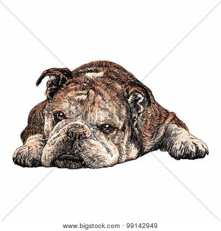 Bulldog