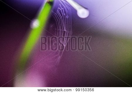 Web