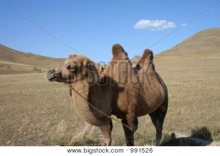 Wielbłąd w krokach Mongolii