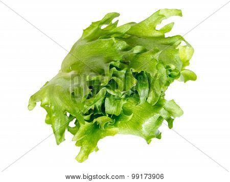 Batavia green isolated