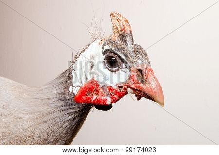 Helmeted guinea fowl (Numida meleagris).