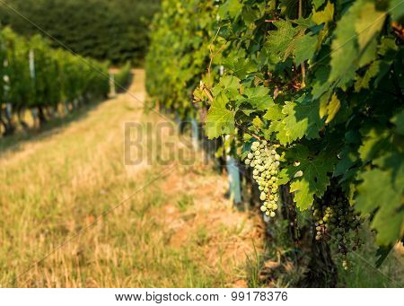 Unripe Grapes