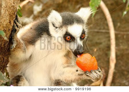 Mandarin Dieb