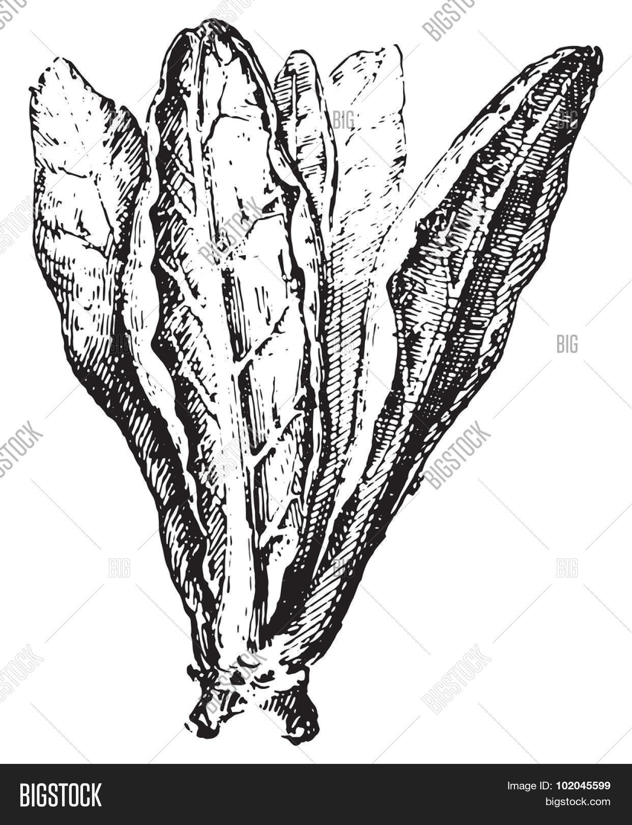 Chard Swiss Chard Vector & Photo (Free Trial) Bigstock