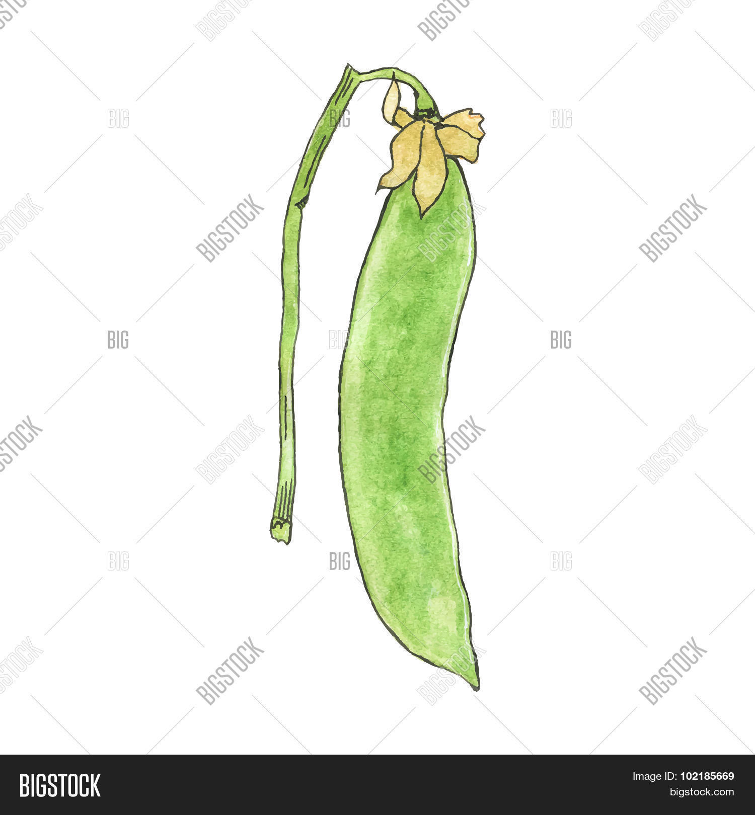 Green Pea. Handdrawn Vector & Photo (Free Trial) Bigstock
