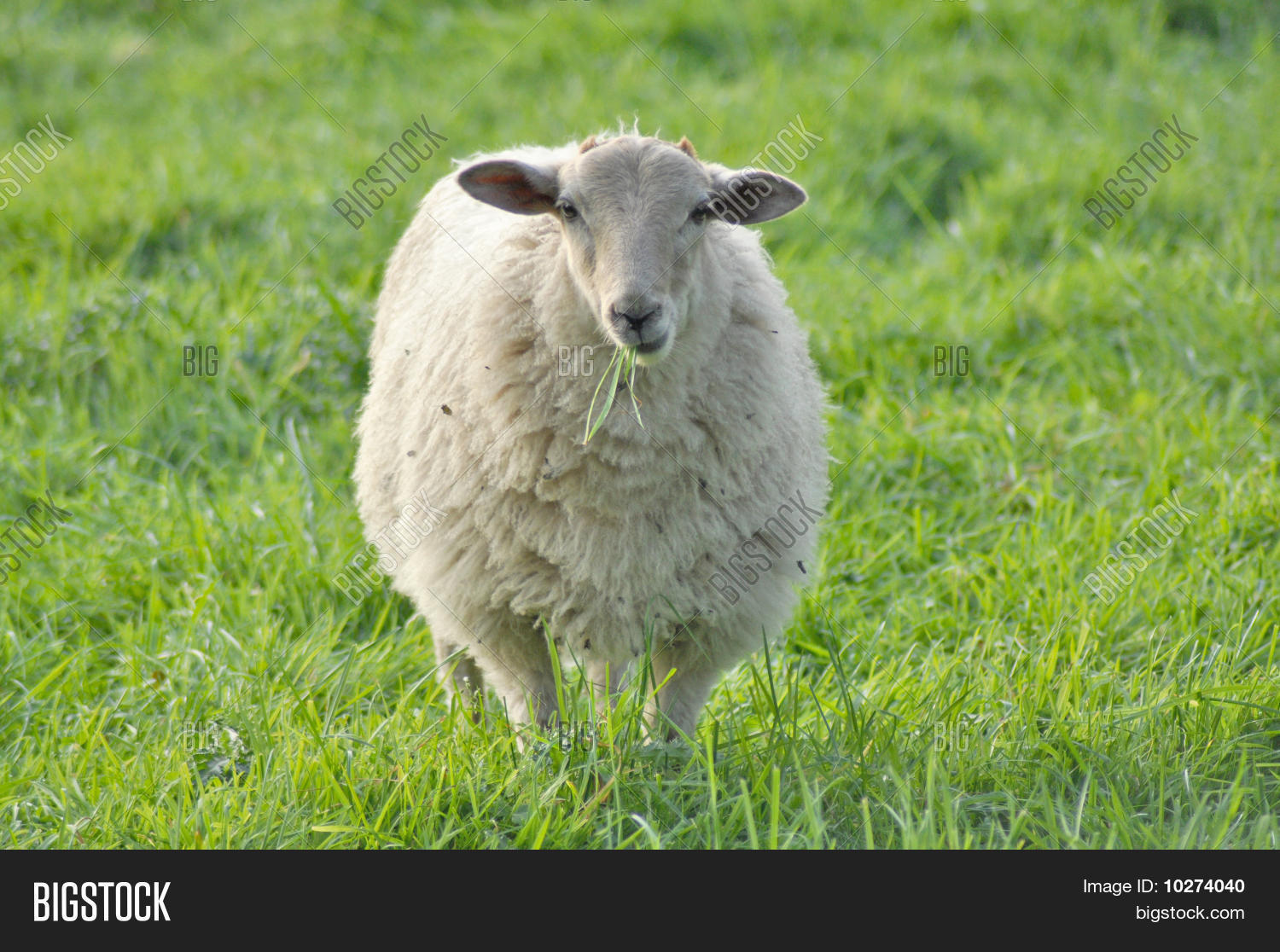 Sheep Eating Grass Image & Photo (Free Trial) Bigstock