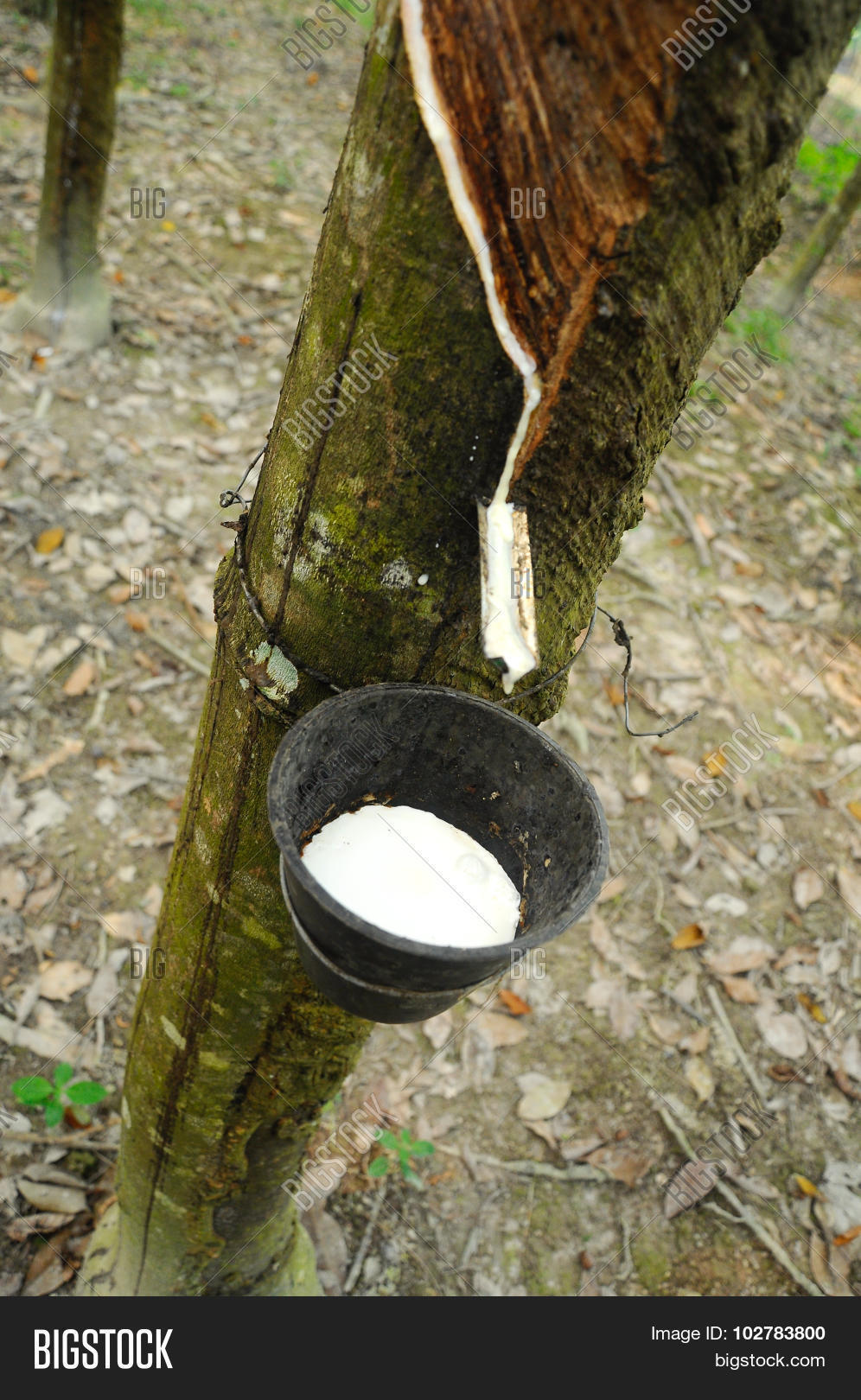 Резиновое дерево. Каучуконос 5 букв. Сок гевея подушка. Малазийская гевея дерево. Сбор каучука.