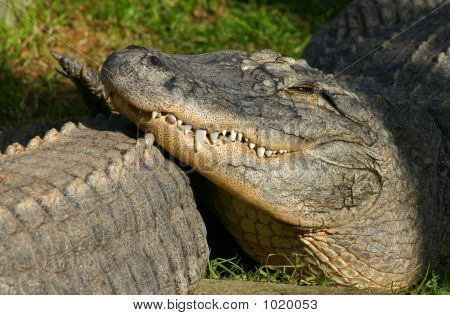 Crocodile