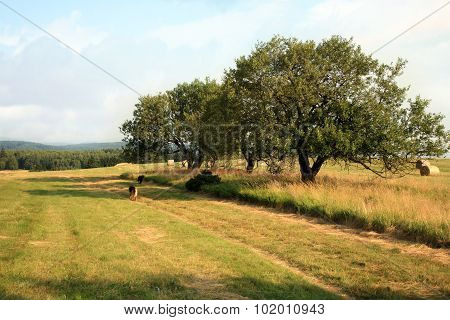 Mountain trail on meadow