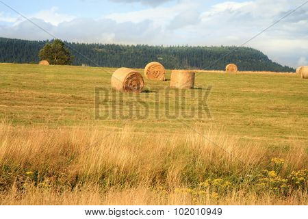 Hay harvest on meadow