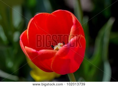 Full-blown Big Red Tulip