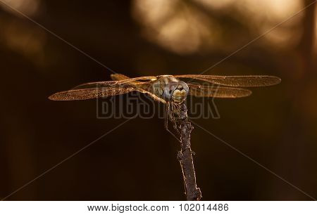 dragonfly