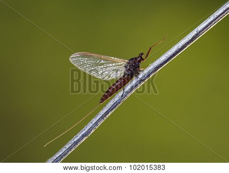 Mayfly