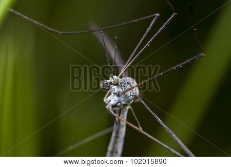 grass mosquito