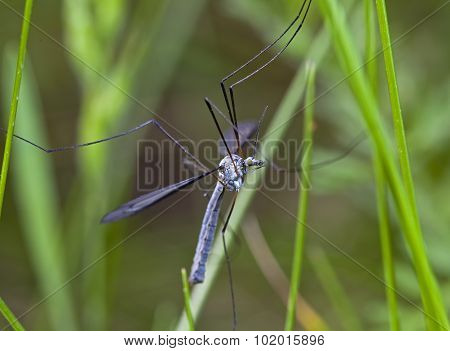 grass mosquito