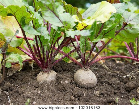 Beetroot In Farm