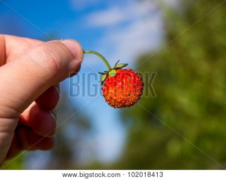 The nature vegetable strawberry object.