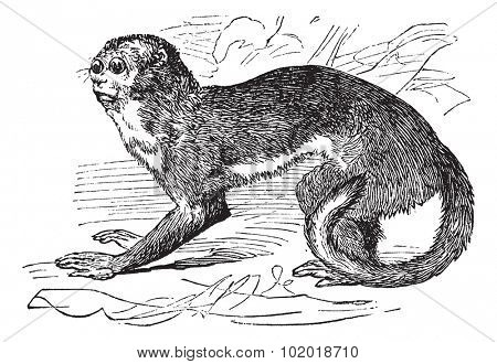 Night monkey or Owl Monkeys or Douroucouli or Aotus sp., vintage engraving. Old engraved illustration of a Night Monkey. Trousset Encyclopedia