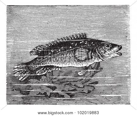 Vicille sea (Labrus maculatus) or Ballan wrasse or wrasse vintage engraving. Old engraved illustration of Labrus maculatus.  Trousset encyclopedia (1886 - 1891).