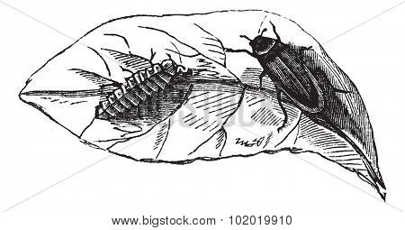 Glow worm (Lampyris Noctiluca) on leaf vintage engraving. Old engraved illustration of glow worms on leaf.  Trousset encyclopedia (1886 - 1891).
