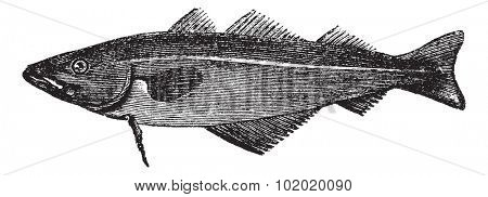 Common whiting (merlangus purpureus), vintage engraved illustration. Trousset encyclopedia (1886 - 1891).