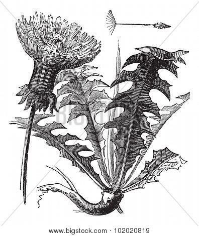 Taraxacum or Dandelion, vintage engraved illustration. Dandelion with leaves on white background. Trousset encyclopedia (1886 - 1891).