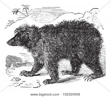 Asian bear (Ursus labiatus), vintage engraved illustration. Trousset encyclopedia (1886 - 1891).