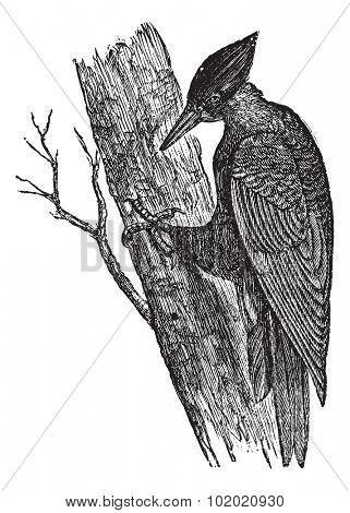Black Woodpecker of America (Dryotomus pileatus), vintage engraved illustration. Trousset encyclopedia (1886 - 1891).