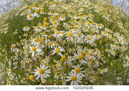 Chamomile plants, chamomile field