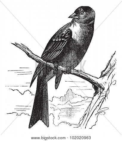 Ortolan bird, Emberiza hortulana or Ortolan Bunting, vintage engraved illustration. Trousset encyclopedia (1886 - 1891).